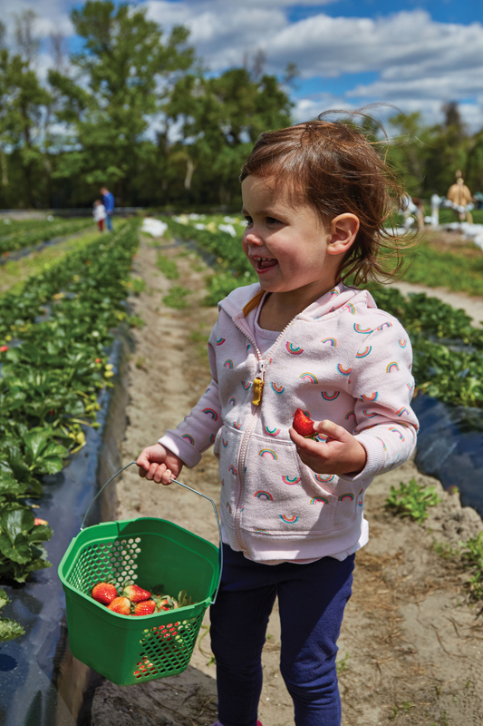 Heart & Soil Celebrate strawberry season at these Lowcountry Upick